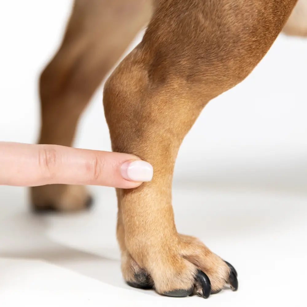 Köpeğin arka bacak bilek çevresi ve destek yüksekliği ölçüm noktaları