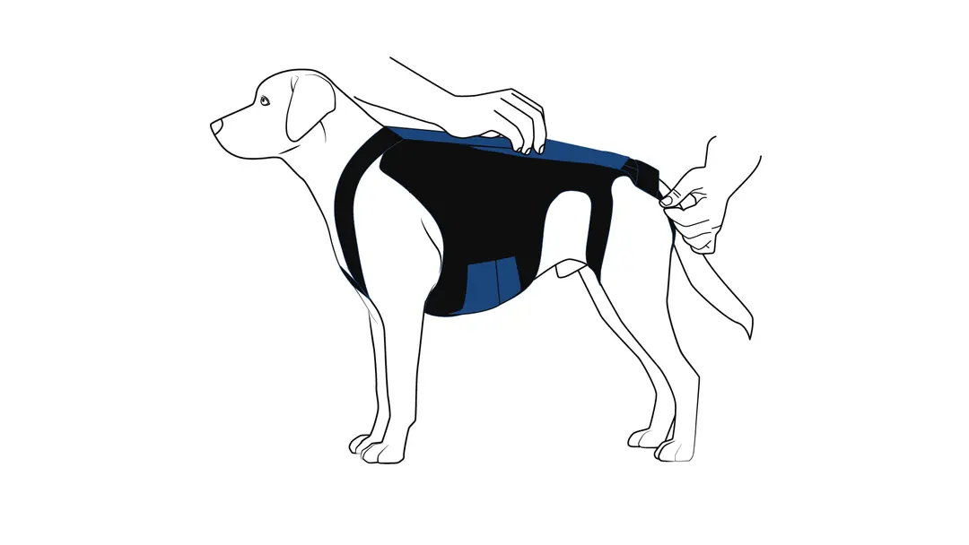 Köpek sırt korsesinin kayışlarının son kontrolünün yapılması