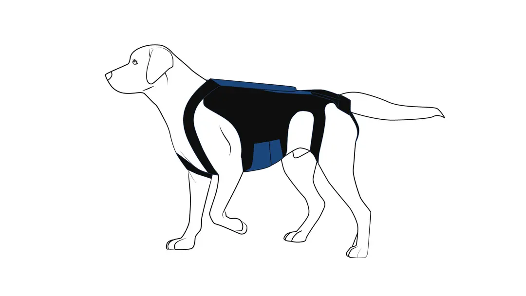 Sırt korsesinin köpek üzerinde doğru oturuşu