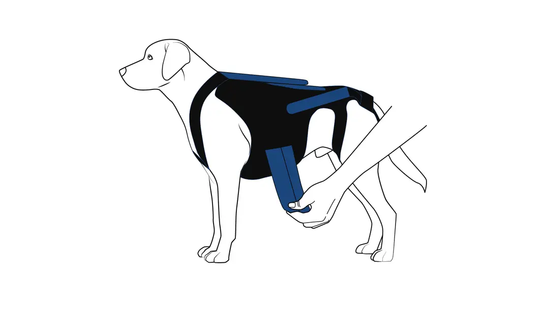 Köpek sırt korsesinin arka bacak kayışlarının ayarlanması