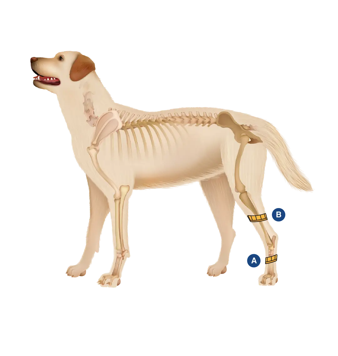 Köpeğin arka bacağının alt bilek çevresinin ölçülmesi