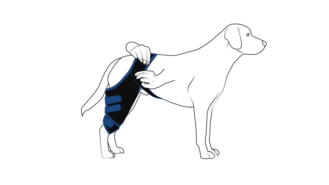 Köpek dizliğinin üst kayışının uyluk çevresine bağlanması
