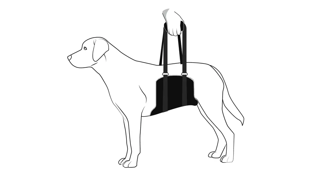 Positioning the support under the dog’s belly
