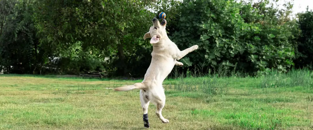 Fico ön bacak desteğiyle açık alanda hareket eden köpek