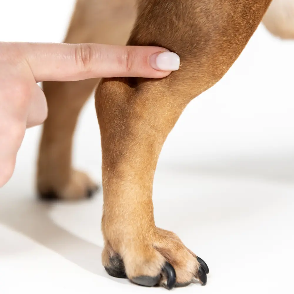 Köpeğin arka bacağının orta bilek çevresinin ölçülmesi