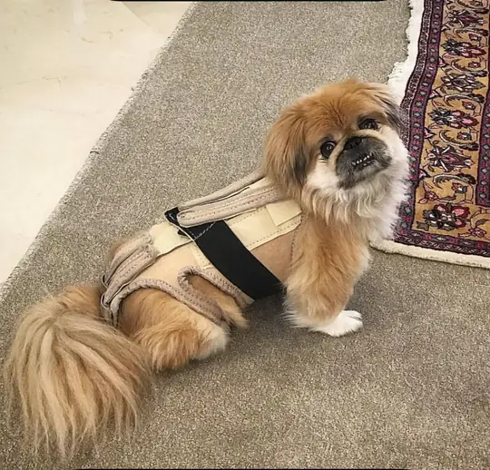 Fico’nun 2022’de ürettiği ilk köpek sırt desteği
