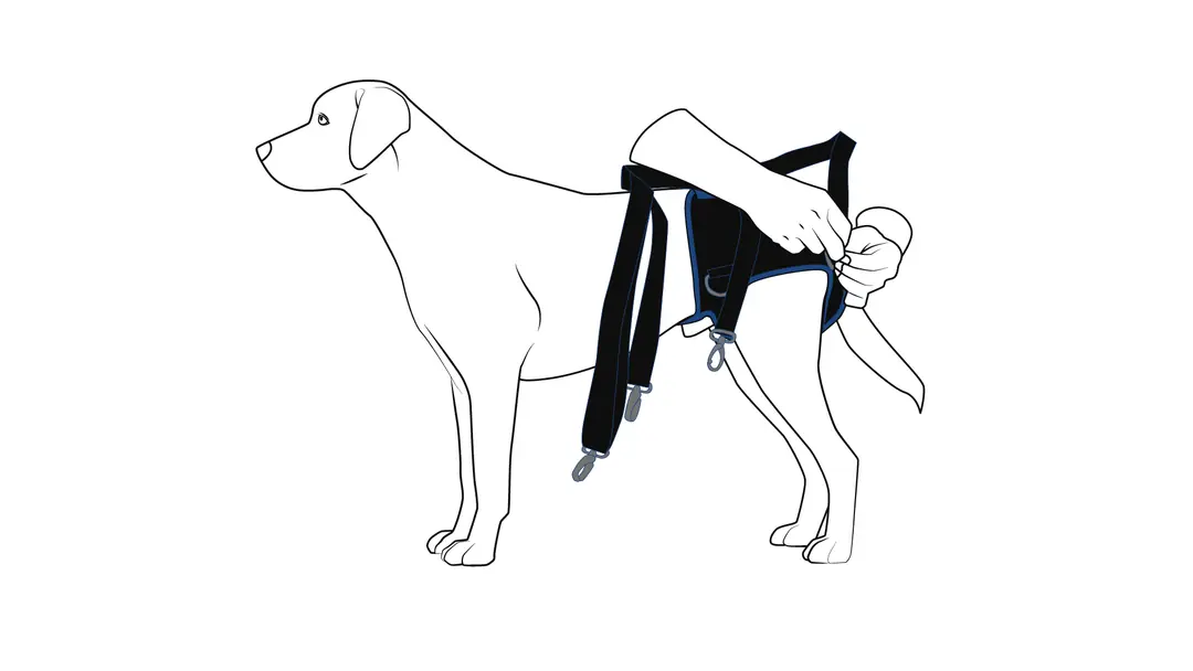 Attaching the walking straps to the hip harness
