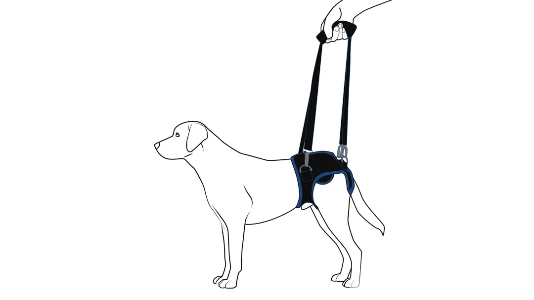 Checking the final fit of the hip harness