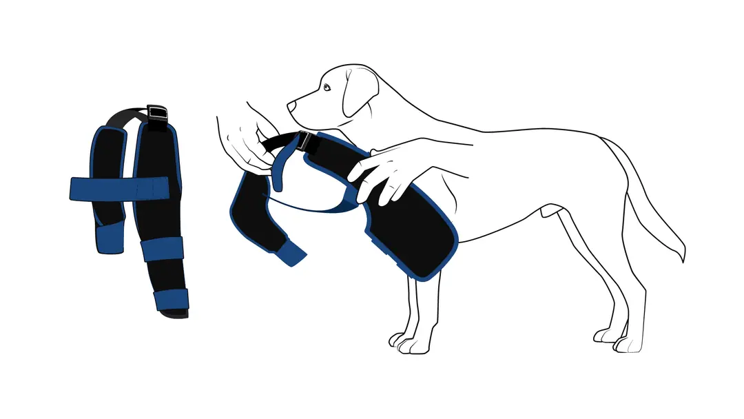 Köpeğin başının dirsekliğin orta açıklığından geçirilmesi