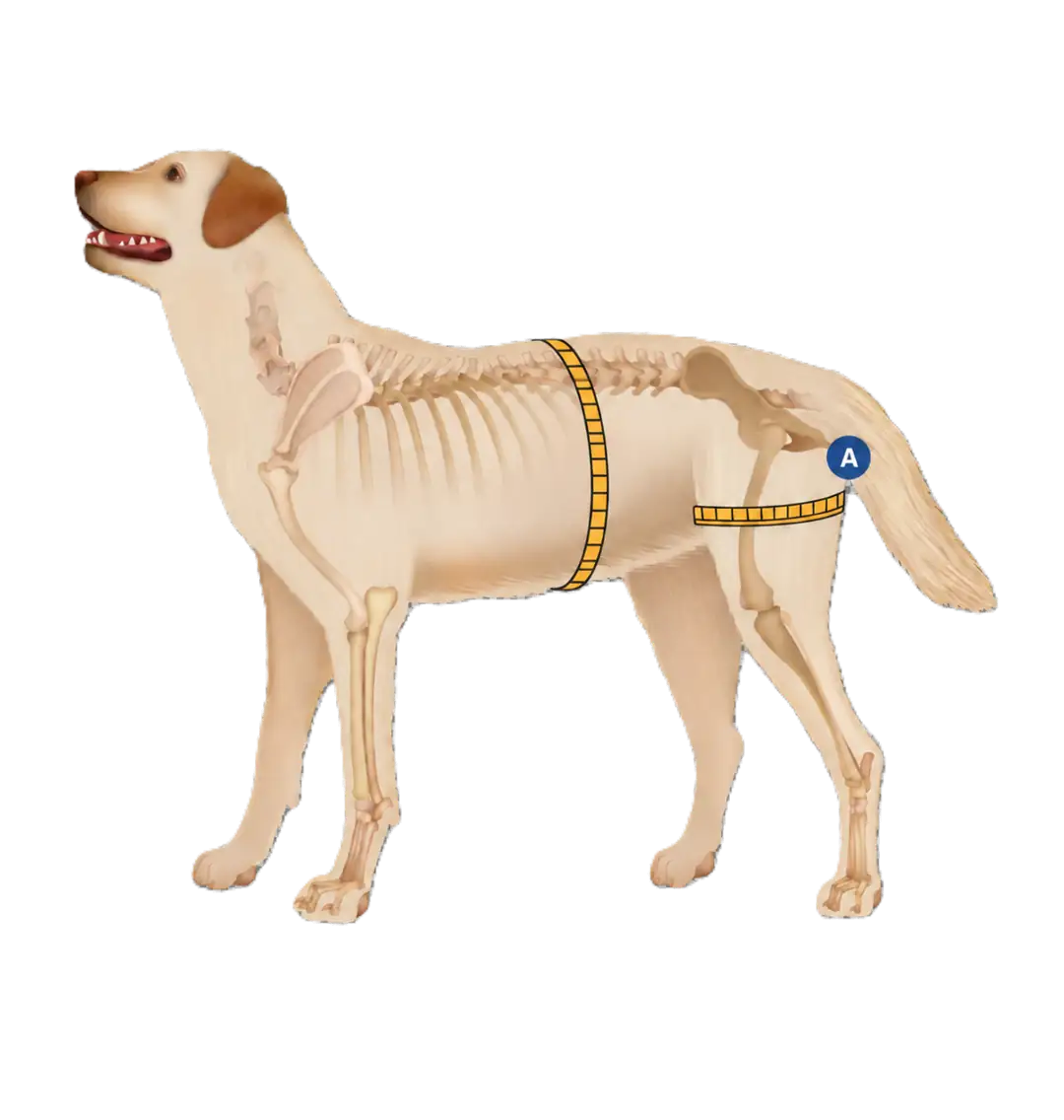 Upper-thigh and belly measurement points on a dog