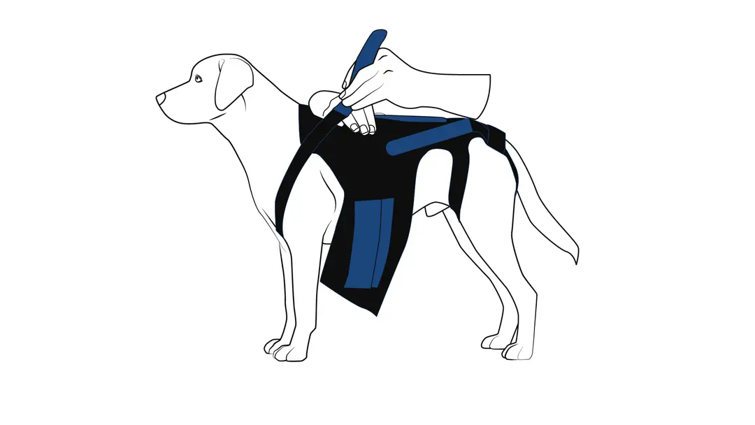 Köpek sırt korsesinin neopren karın kayışının sabitlenmesi