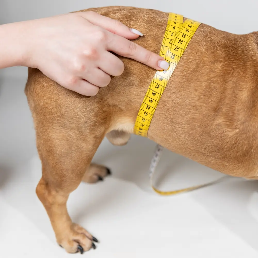 Köpeğin karın çevresinin ölçülmesi