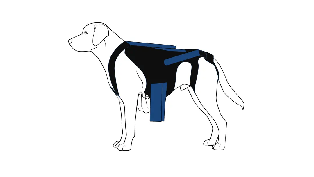 Köpek sırt korsesinin esnek karın kayışının bağlanması