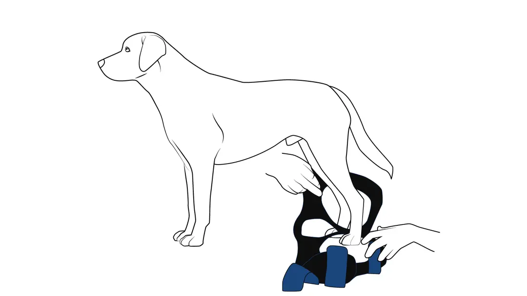 Positioning the harness beneath the dog’s hips