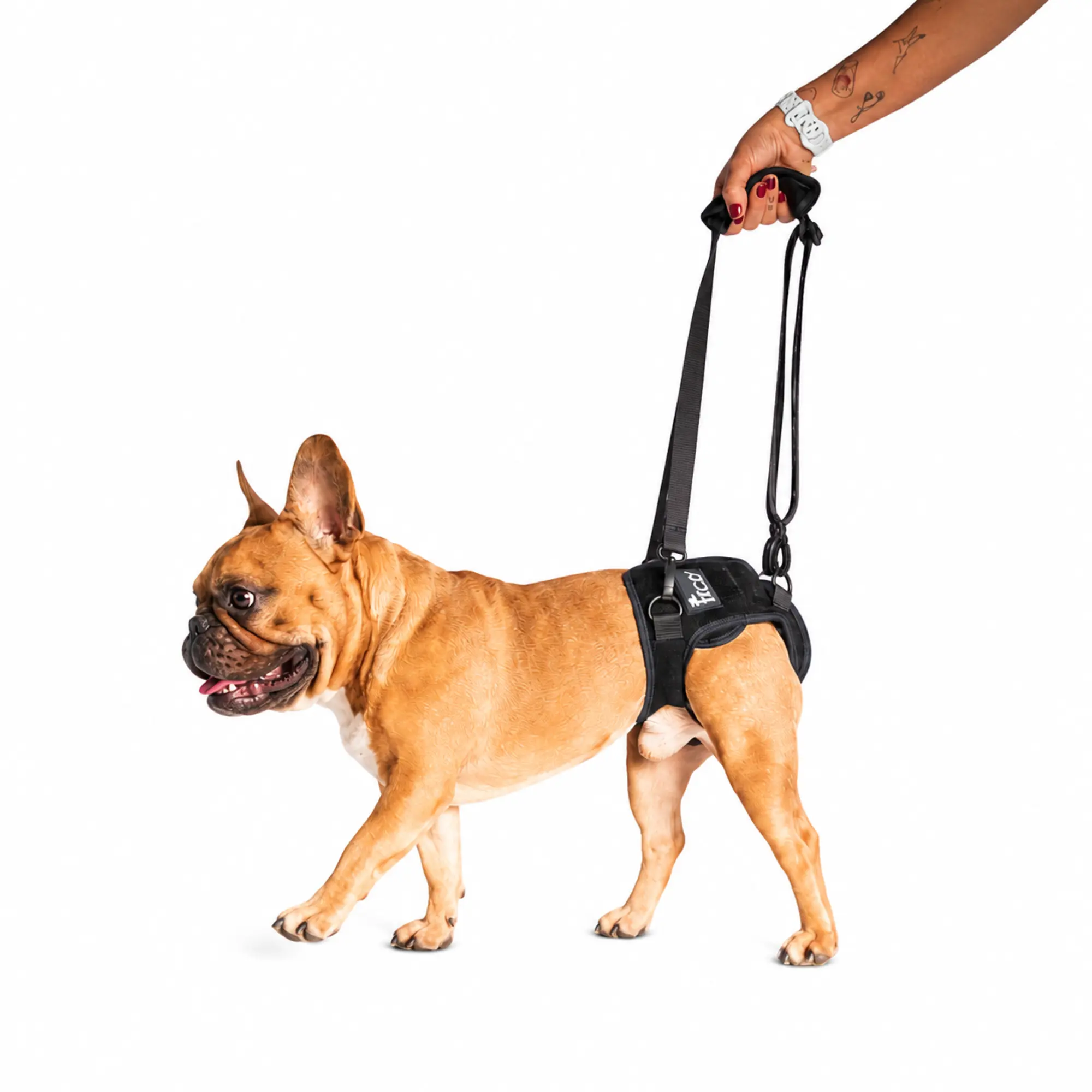 Yürüyüş Desteği takan köpeğe tutma sapından eşlik edilmesi