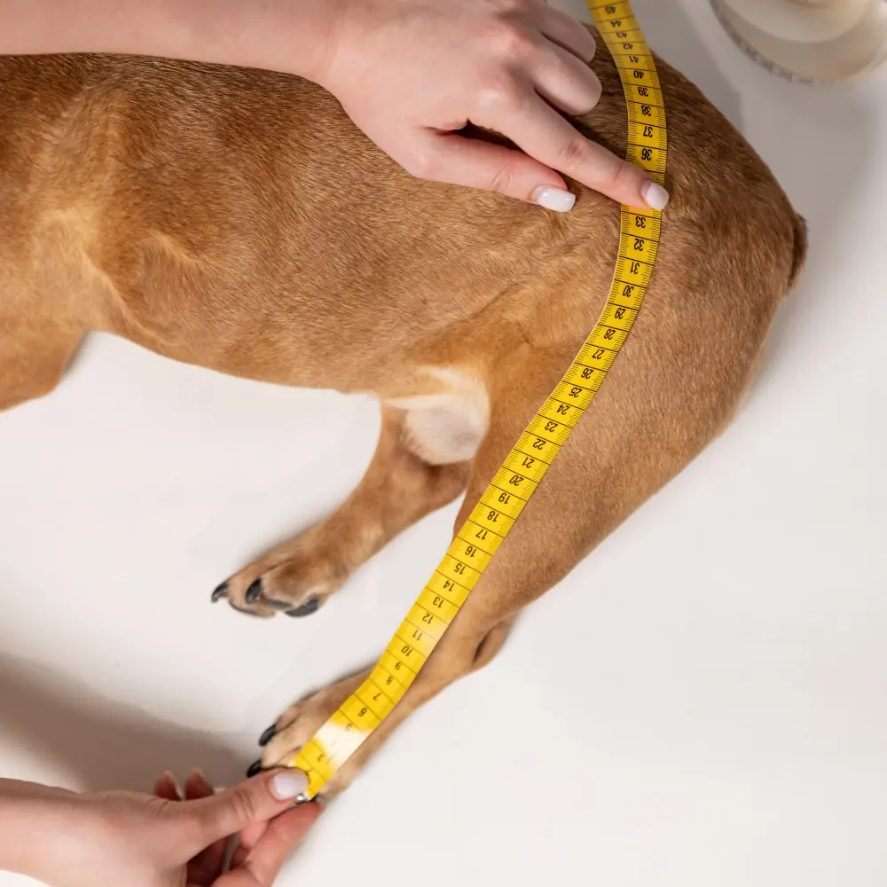 Köpeğin bacak uzunluğunun ölçülmesi