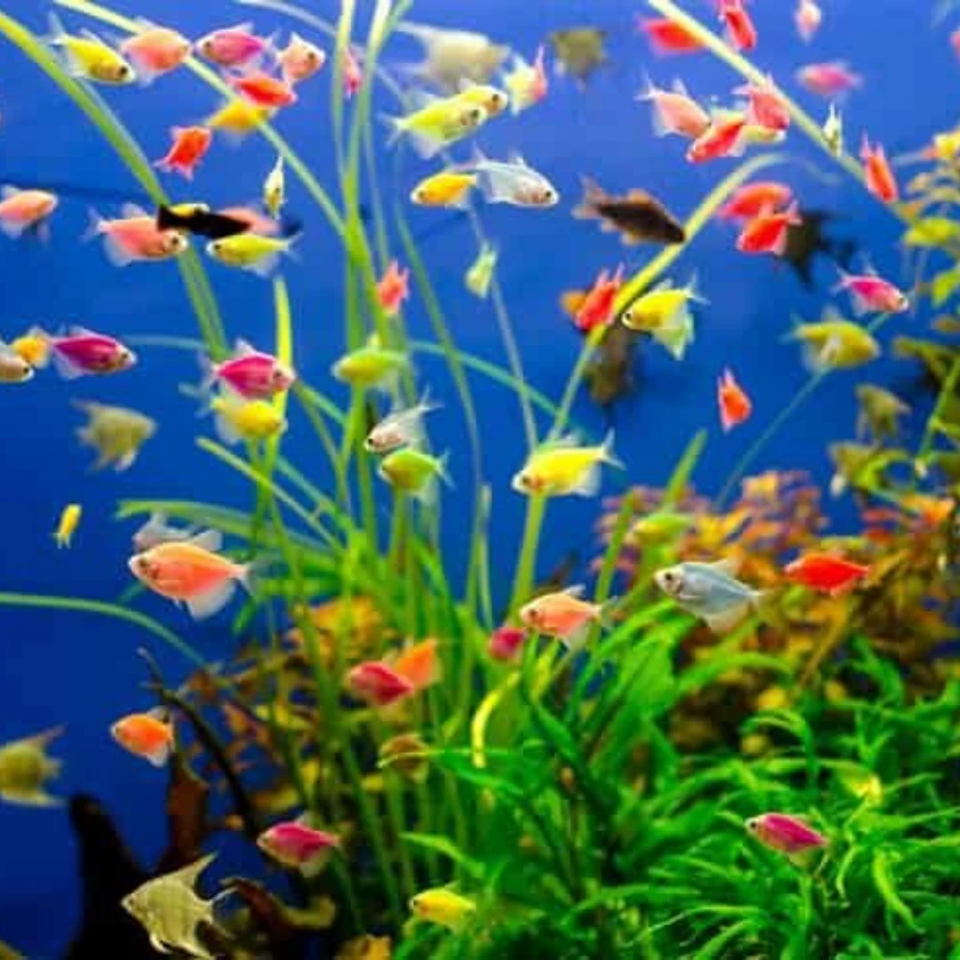 Transgenetik Tetra (GloFish) – Fosforlu ve Renkli Özel Tür