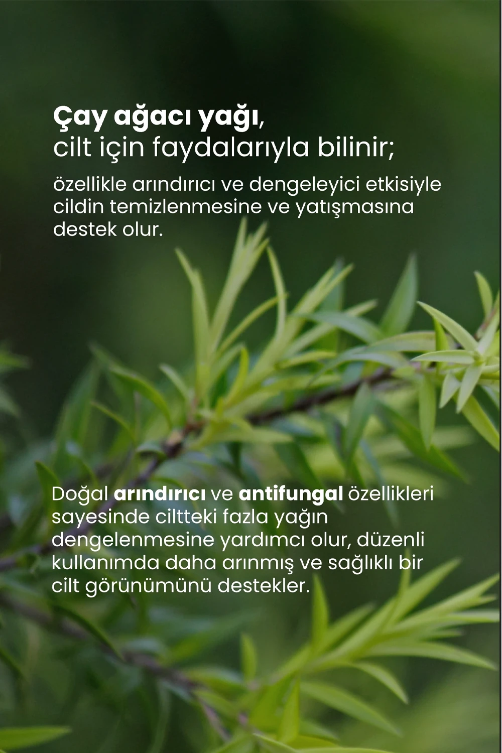 TTO Çay Ağacı Yağı 10 ml