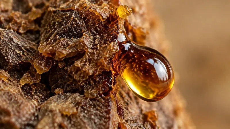 Propolis reçinesi ve reçinenin makro görünümü