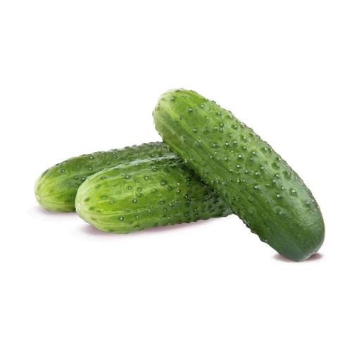 DİKENLİ SALATALIK