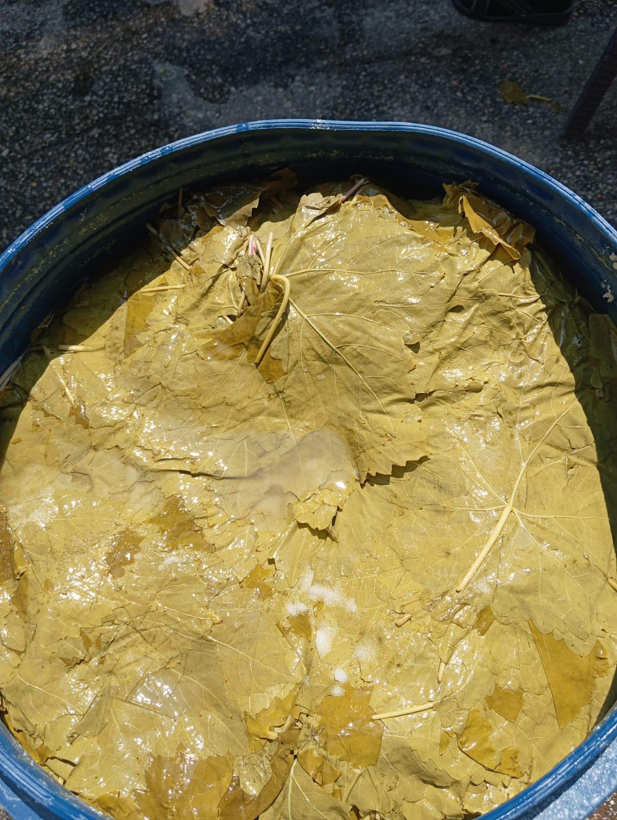 Manisa Sultaniye 10 kg. Salamura Asma Yaprağı – İnce Damarsız, El İşi Seçme Yaprak