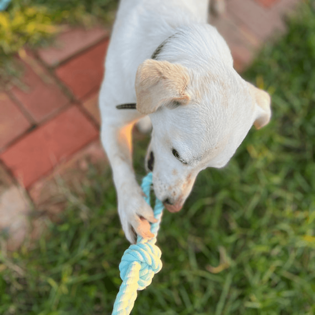 Doğal Pamuk Saplı Halat Köpek Oyuncağı Yavru ve Küçük Irklar