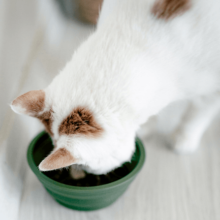 Katlanabilir Evcil Hayvan Seyahat Mama Kabı