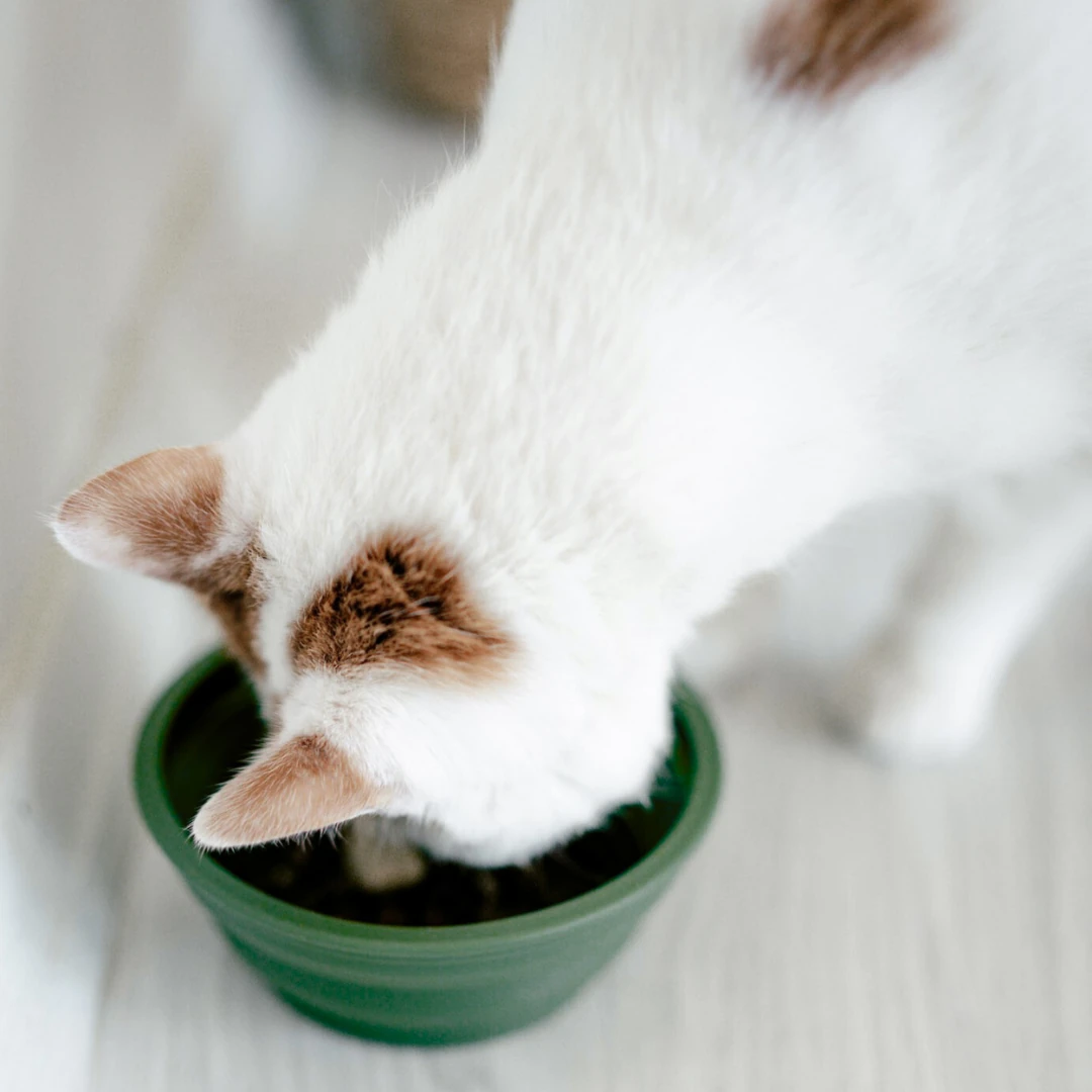 Katlanabilir Evcil Hayvan Seyahat Mama Kabı