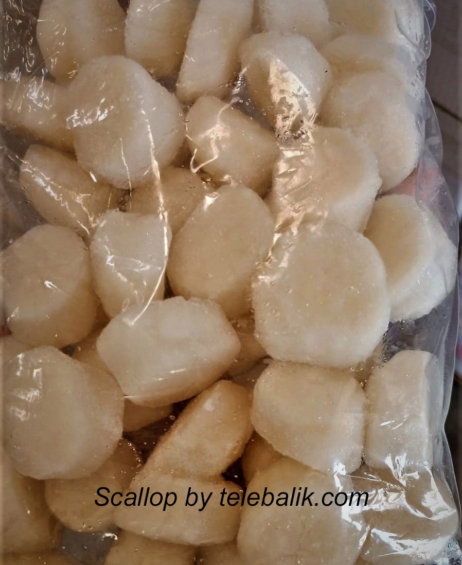 Tarak Scallop (Paket)