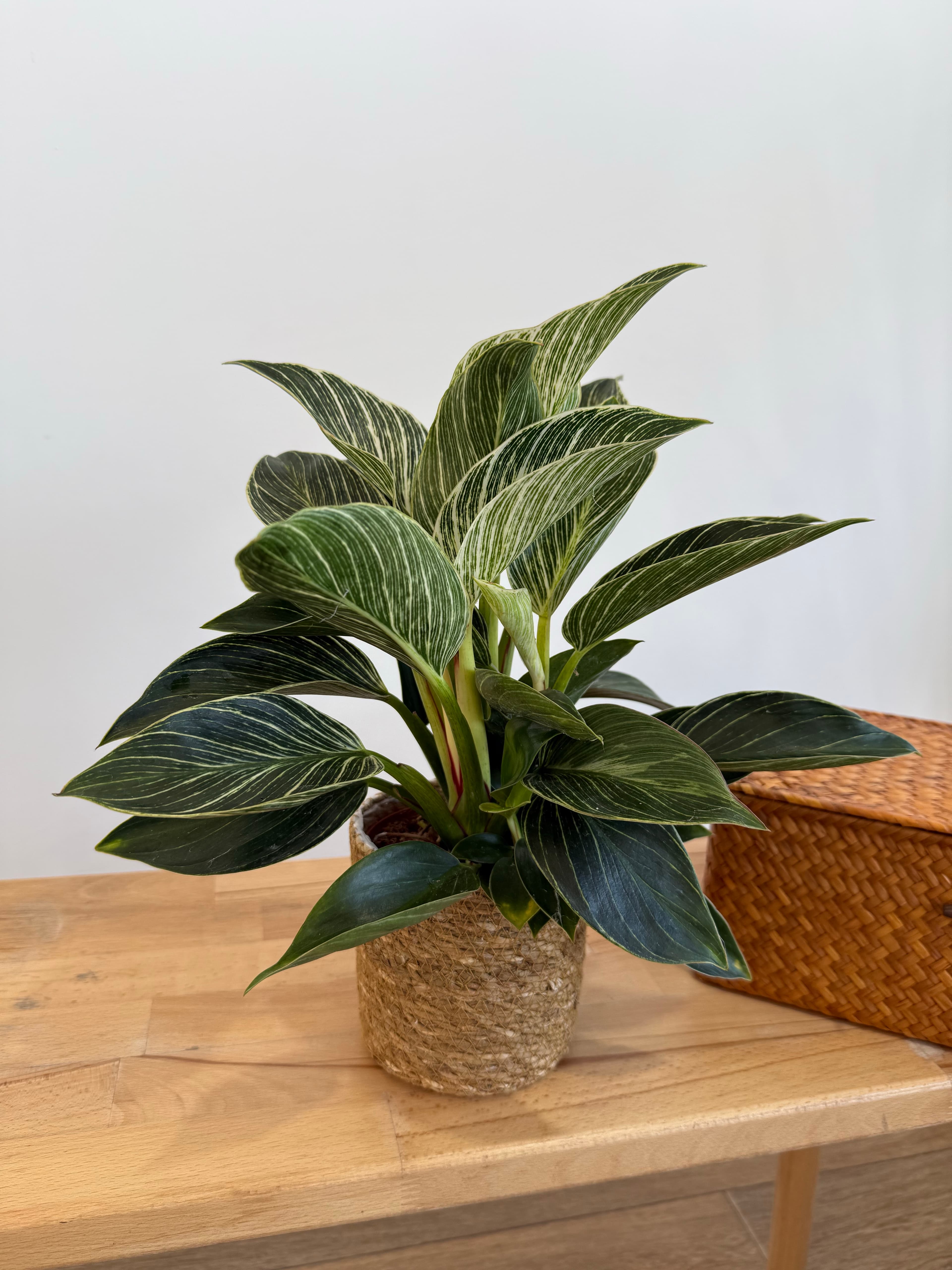 Birkin Philodendron Masa Boy