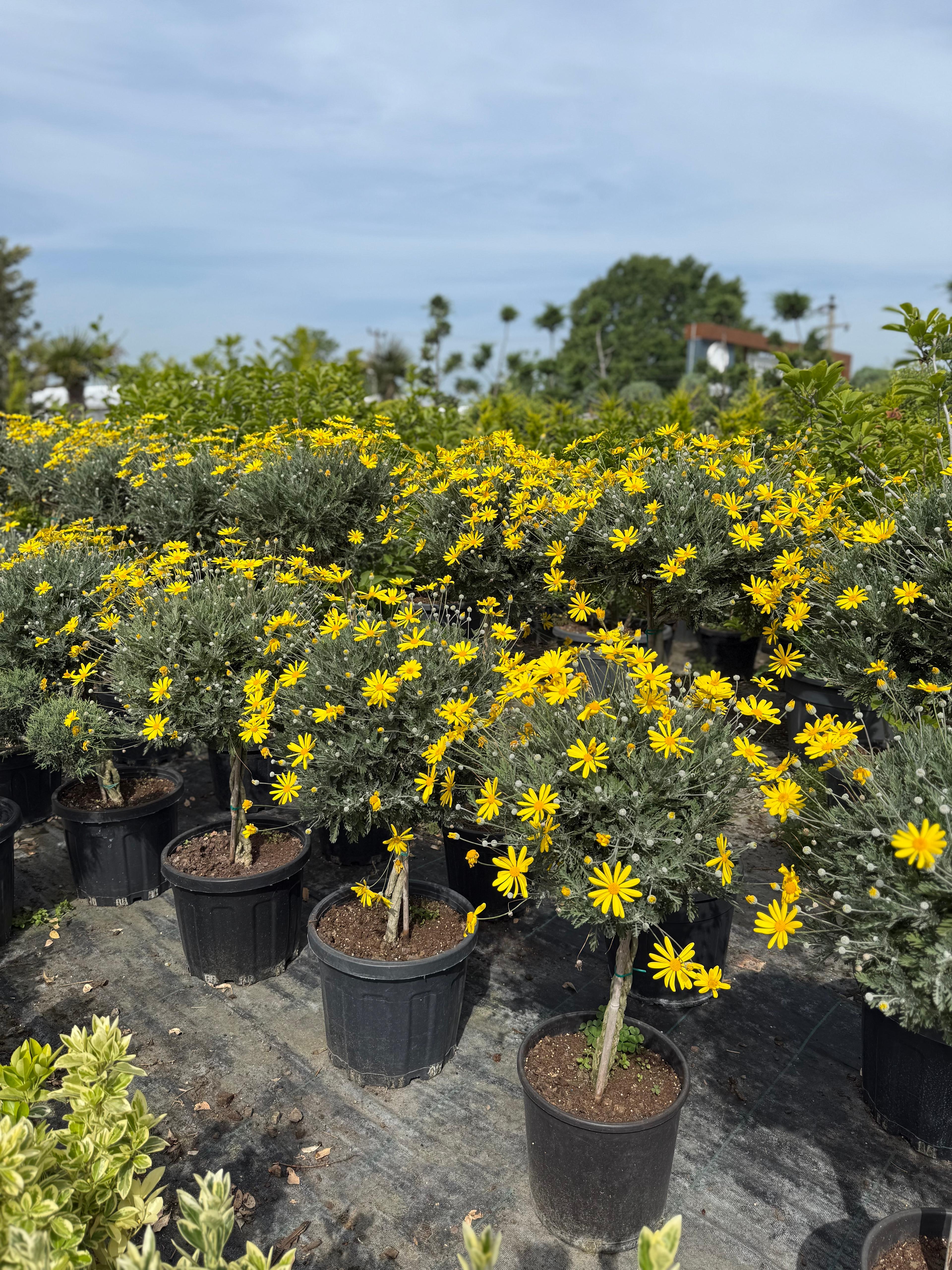 Euryops Pectinatus – Sarı Papatya Ağacı (Tijli Form)