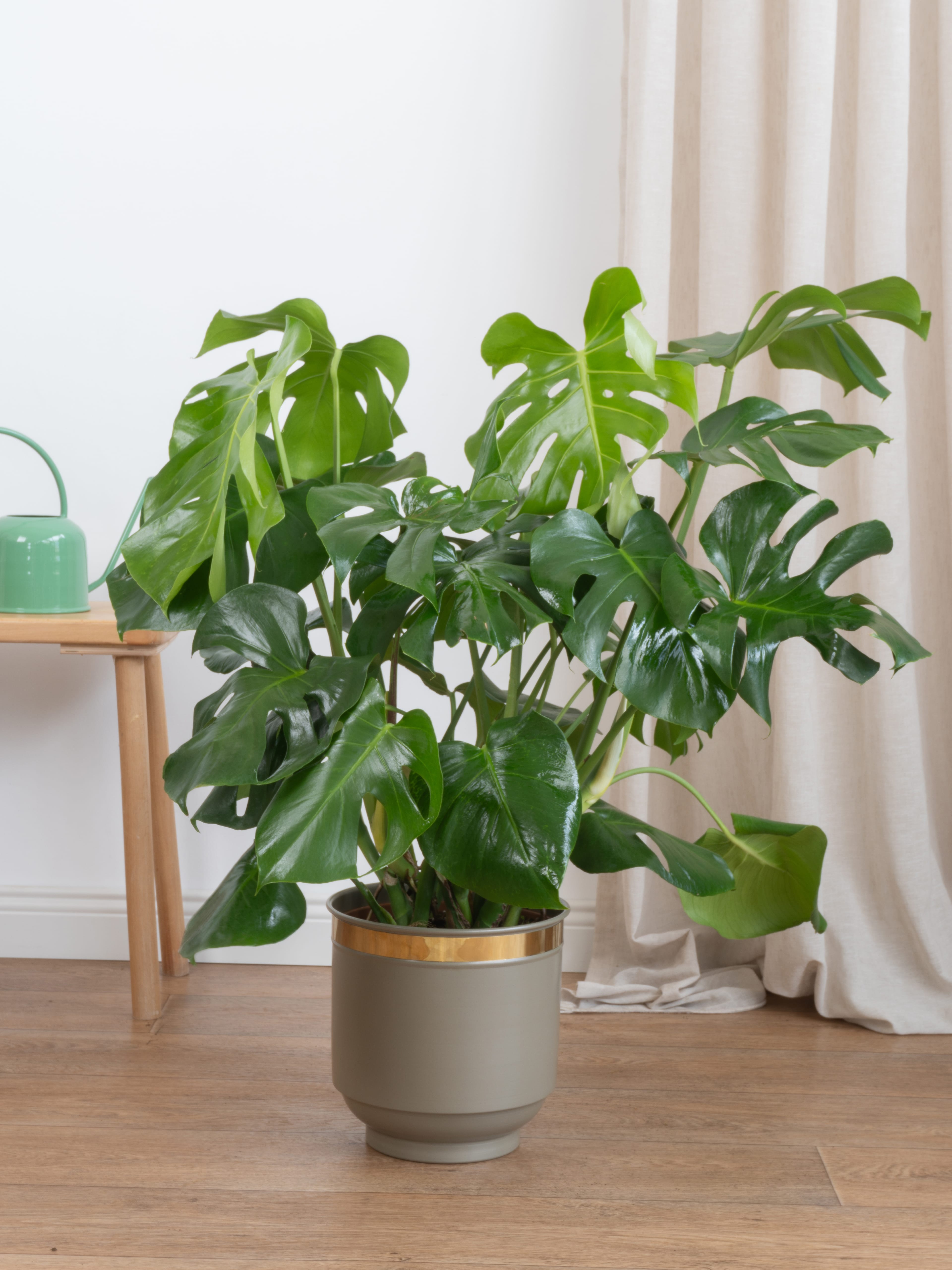 Monstera Deve Tabanı 80-90 cm
