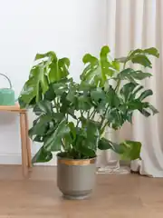 Monstera