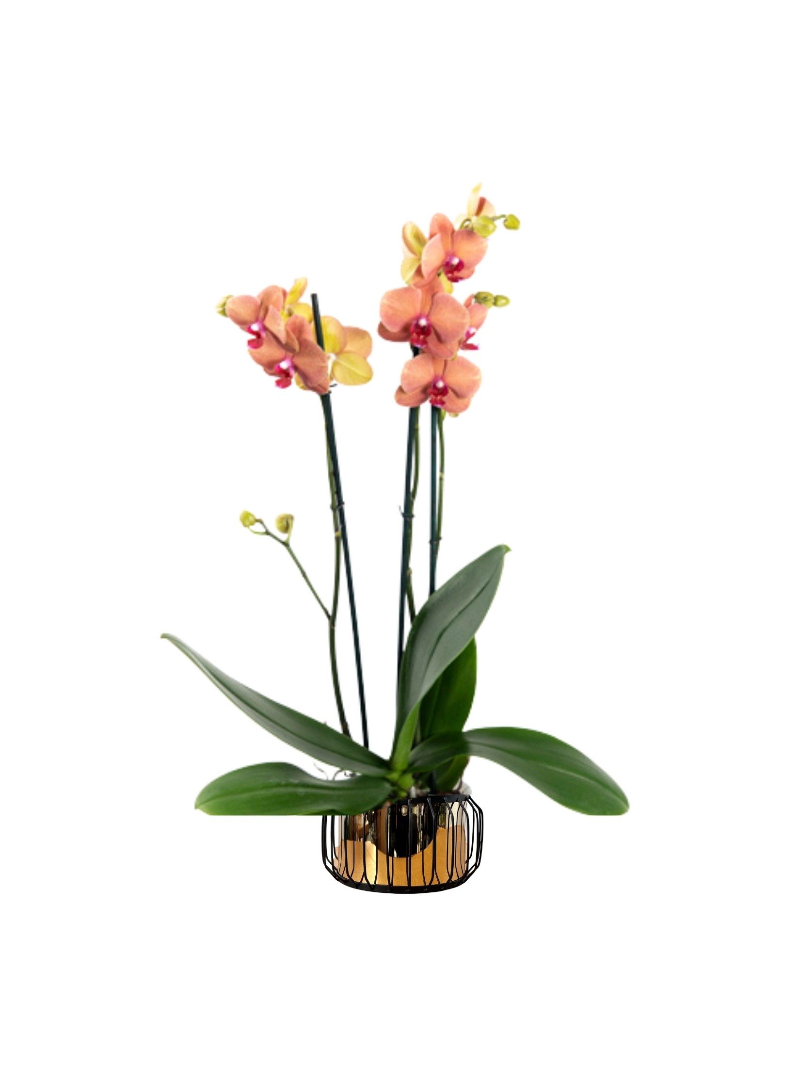 Orkide Çift Dallı Somon (Phalaenopsis )İthal Premium