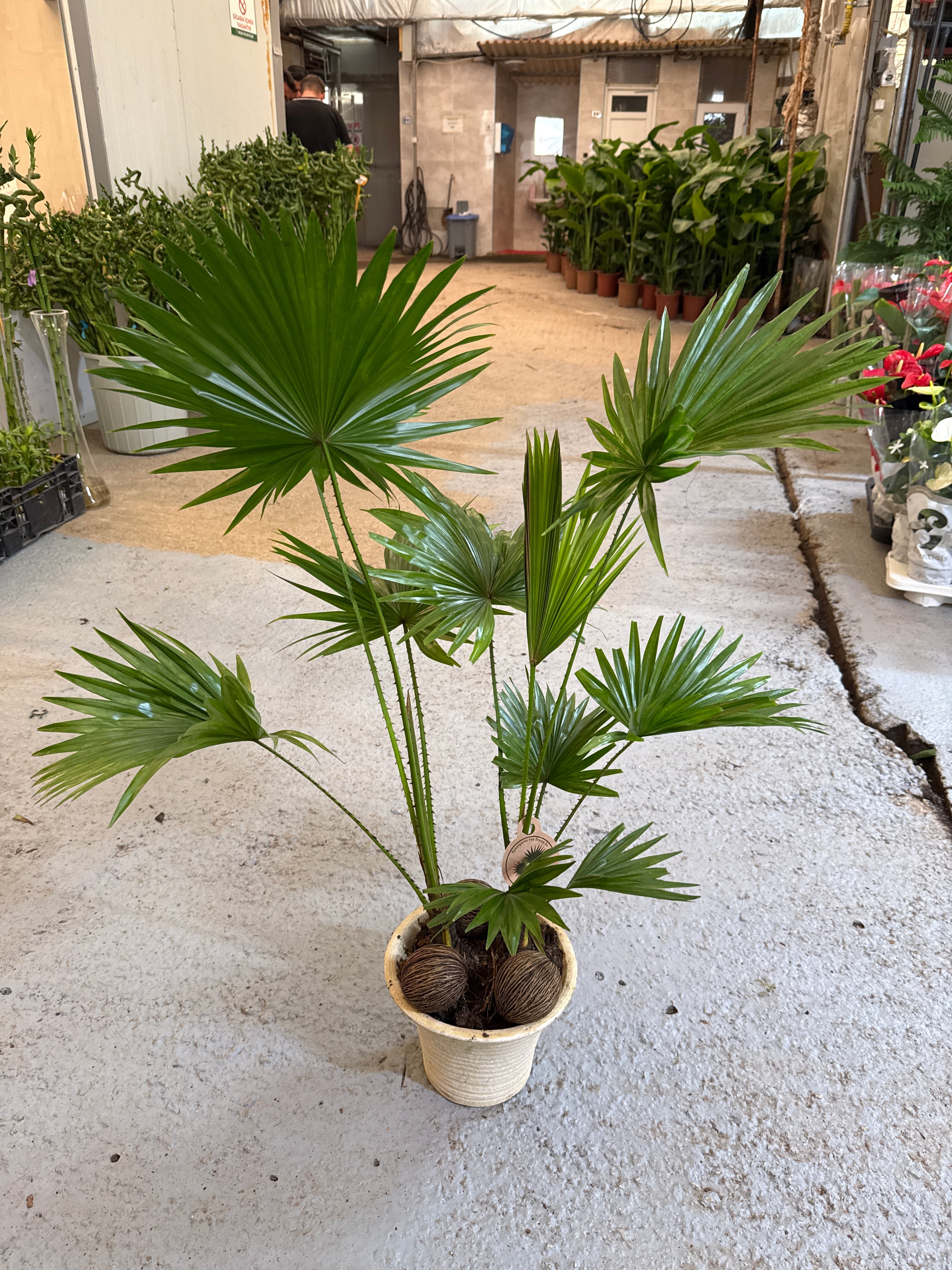 Livistona 70-80 cm
