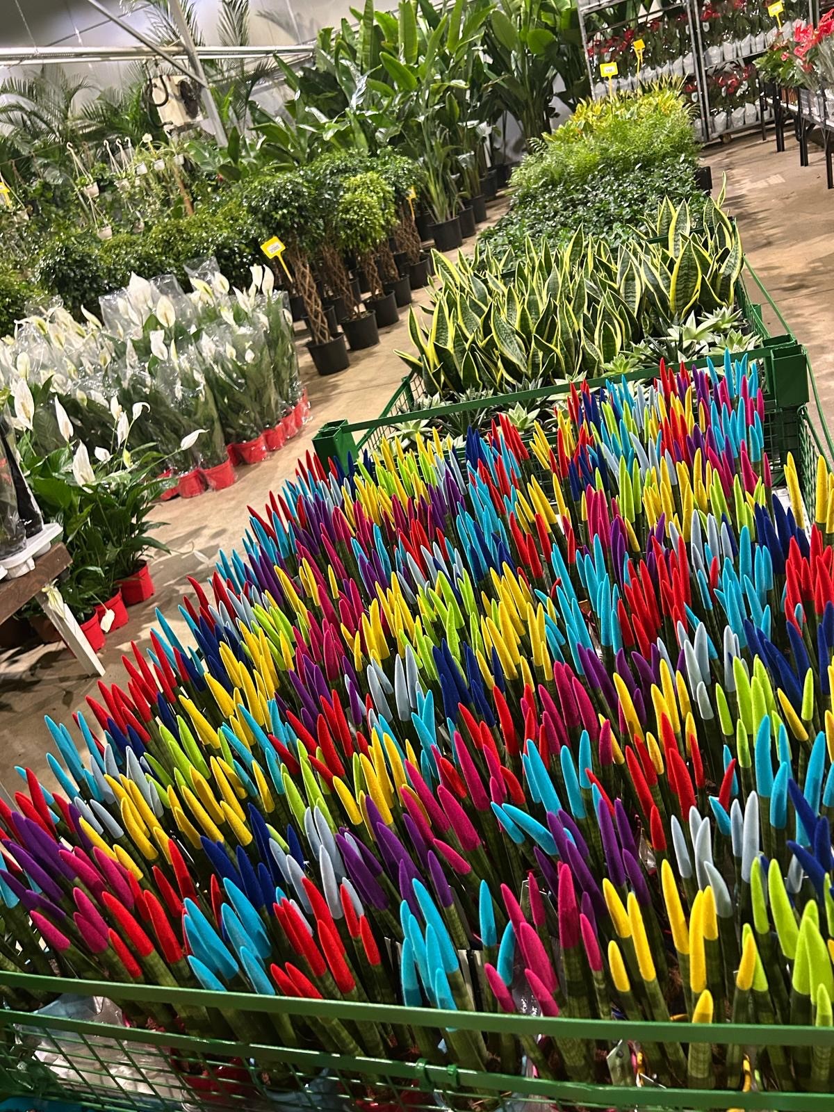 Sanseveria Cylindirica Large Seramik Saksıda