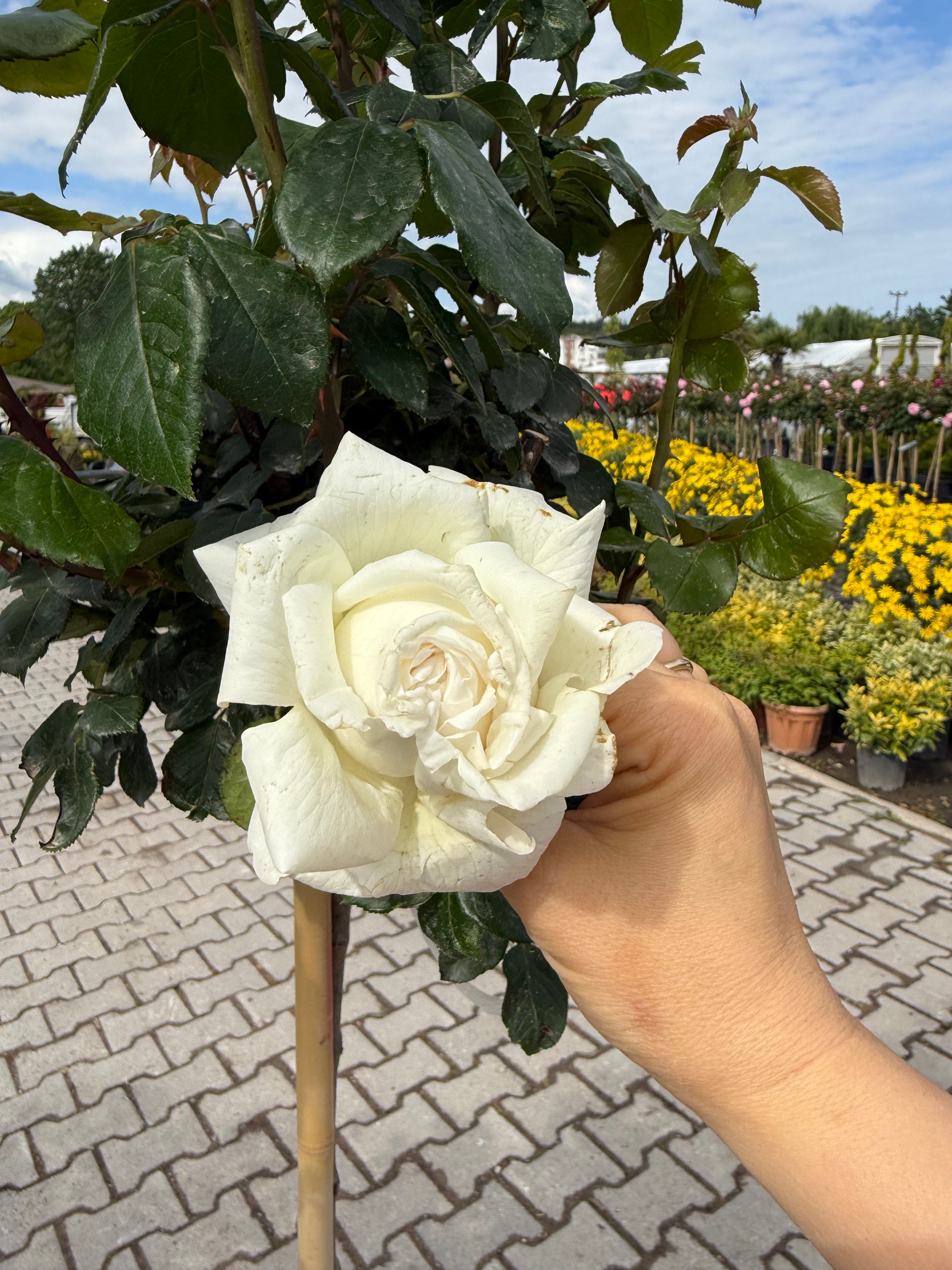 Beyaz Gül 50-60 cm, Çok Köklü, Patentli Özel Seri 