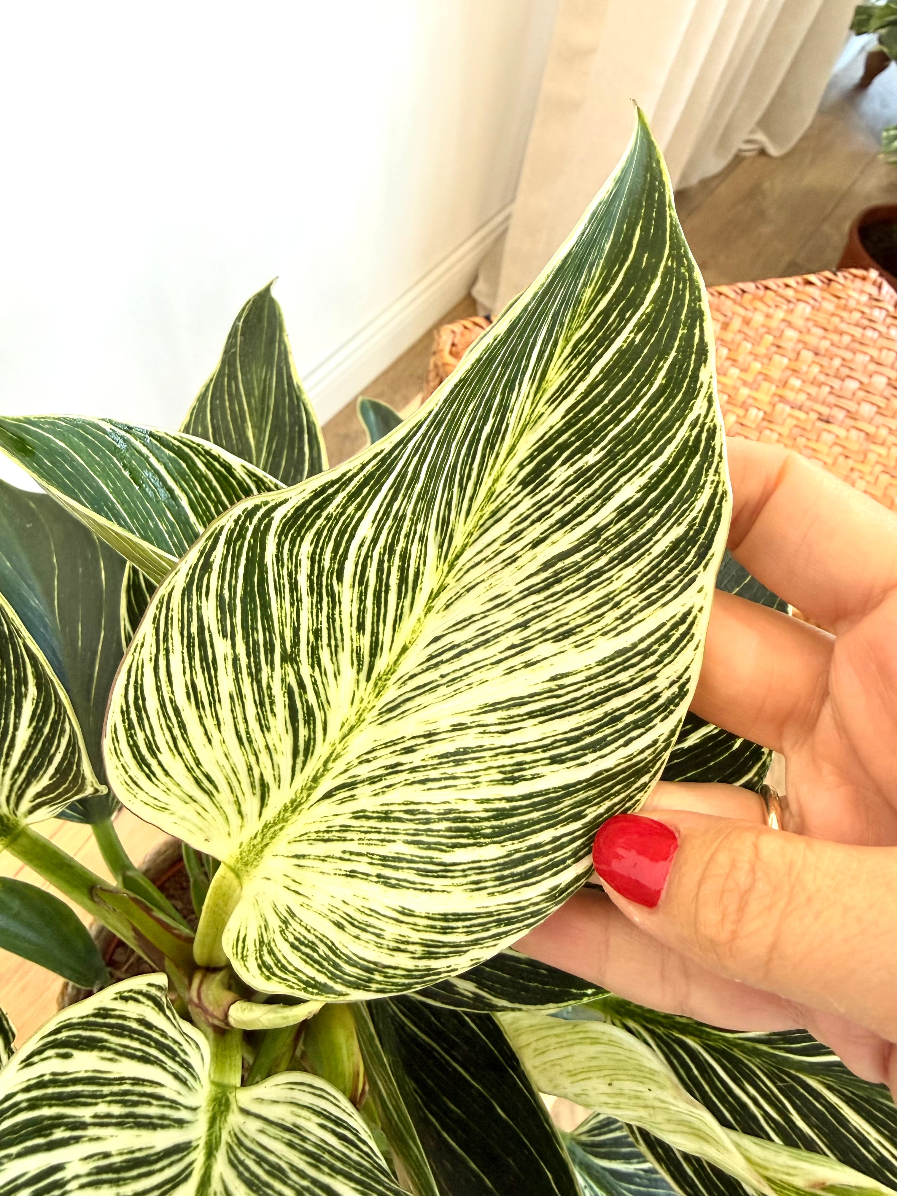 Birkin Philodendron Masa Boy