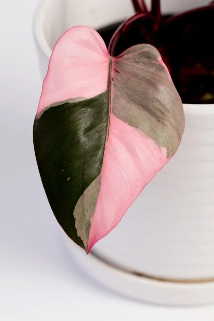 Philodendron Pink Princess (Özel Tür)