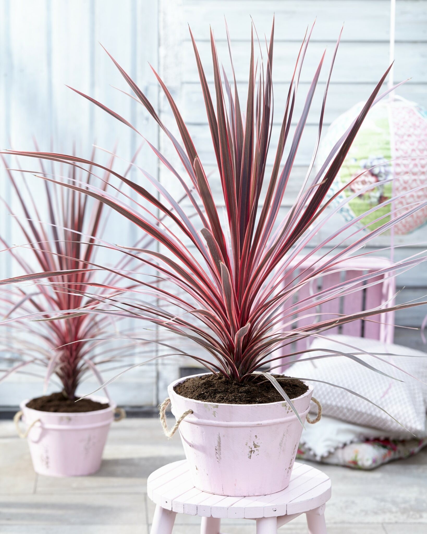 Cordyline Red Star – 70 cm