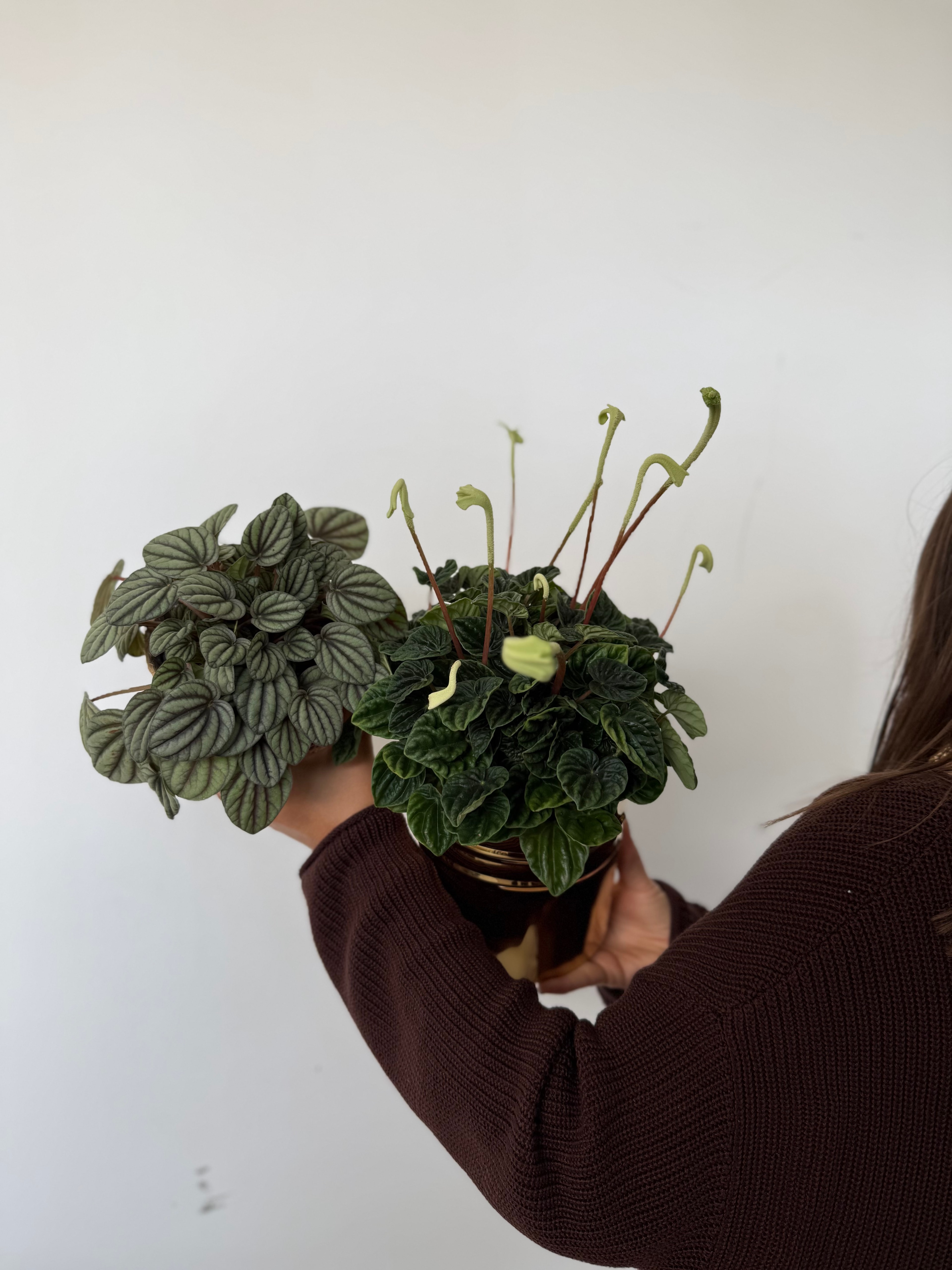 Peperomia Masa Boy