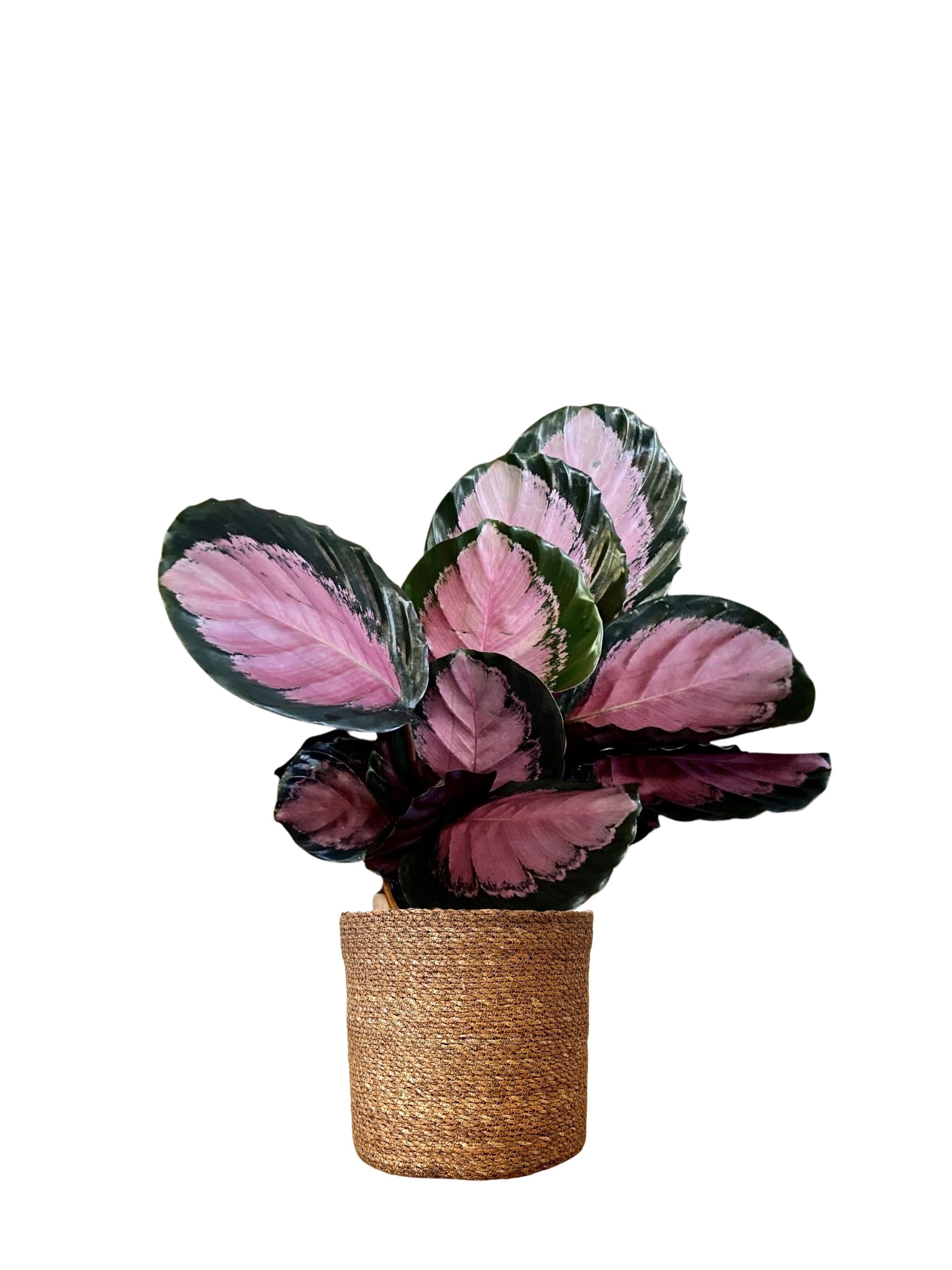 Calathea Pictura Crimson