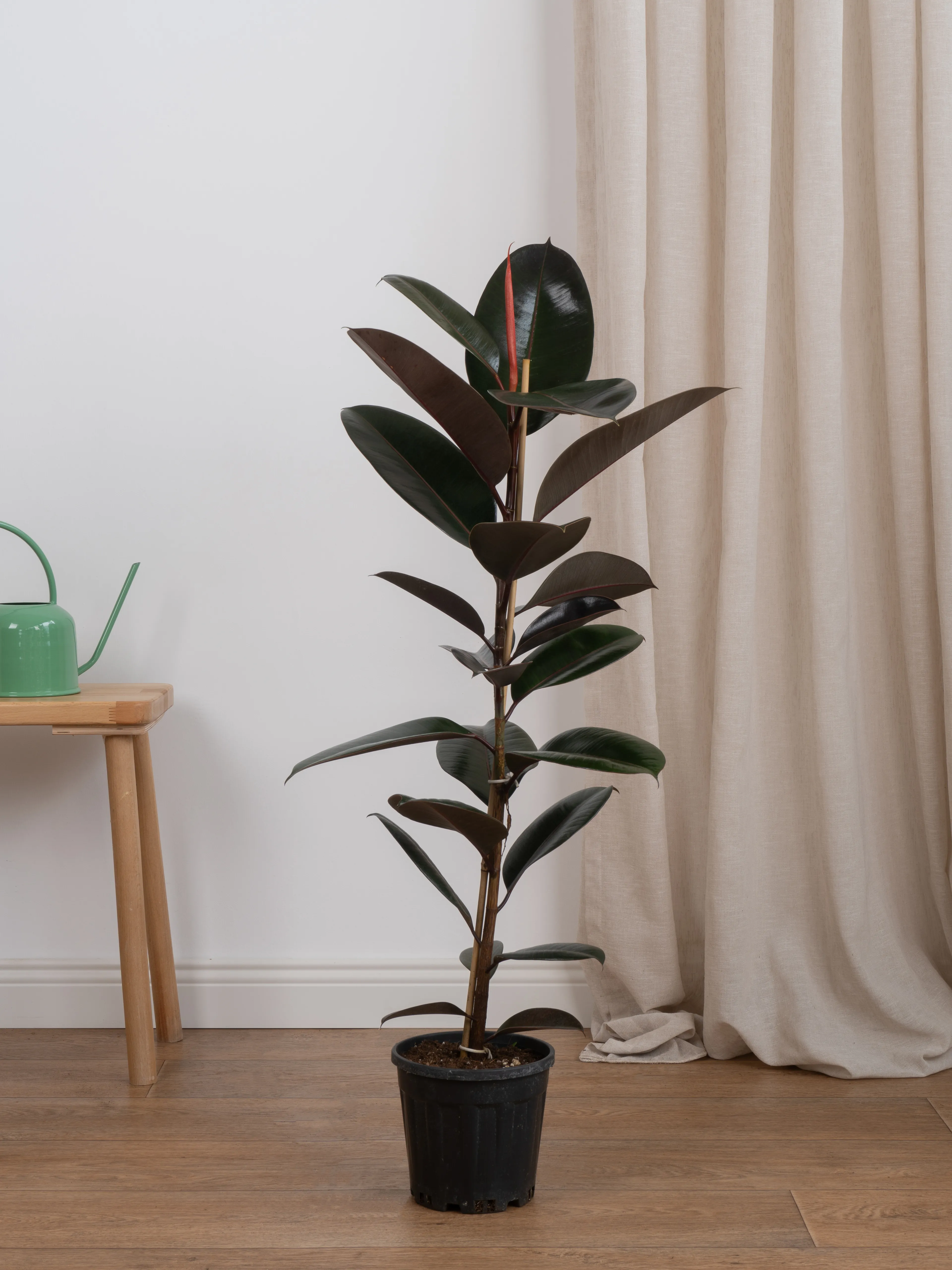 Siyah Kauçuk (Ficus Elastica Abidjan-Tek Köklü)