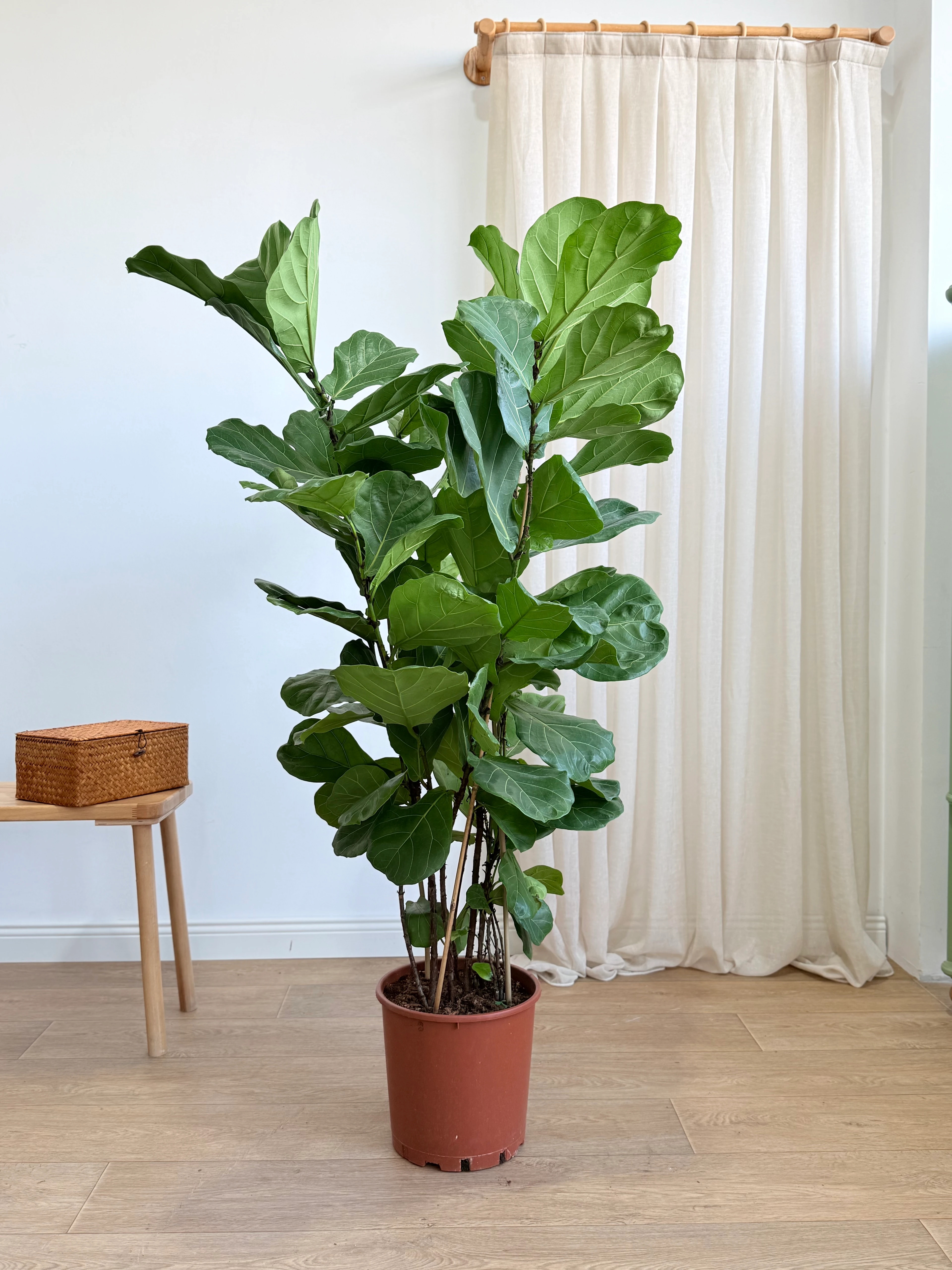 Ficus Lyrata Dört Köklü (keman yapraklı kauçuk )130-140 cm