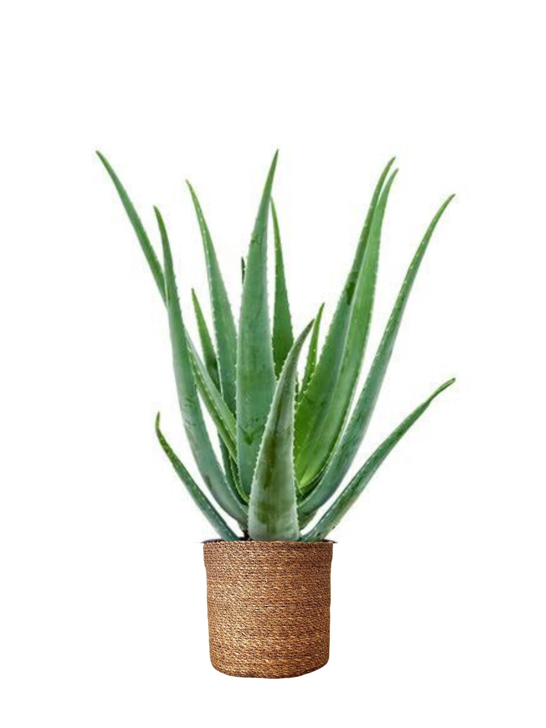 Aloe Vera Barbadensis Masa Boy