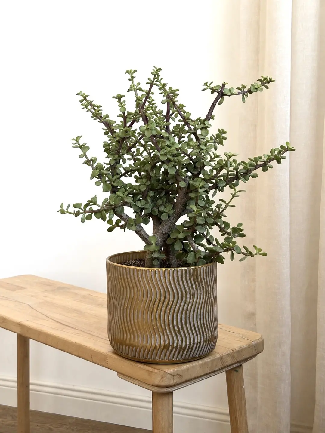 Mini Para Ağacı - Portulacaria Afra