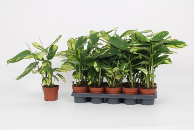 Calathea tai beauty
