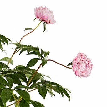 Şakayık (Peony) – 80 cm | 22 cm Saksıda