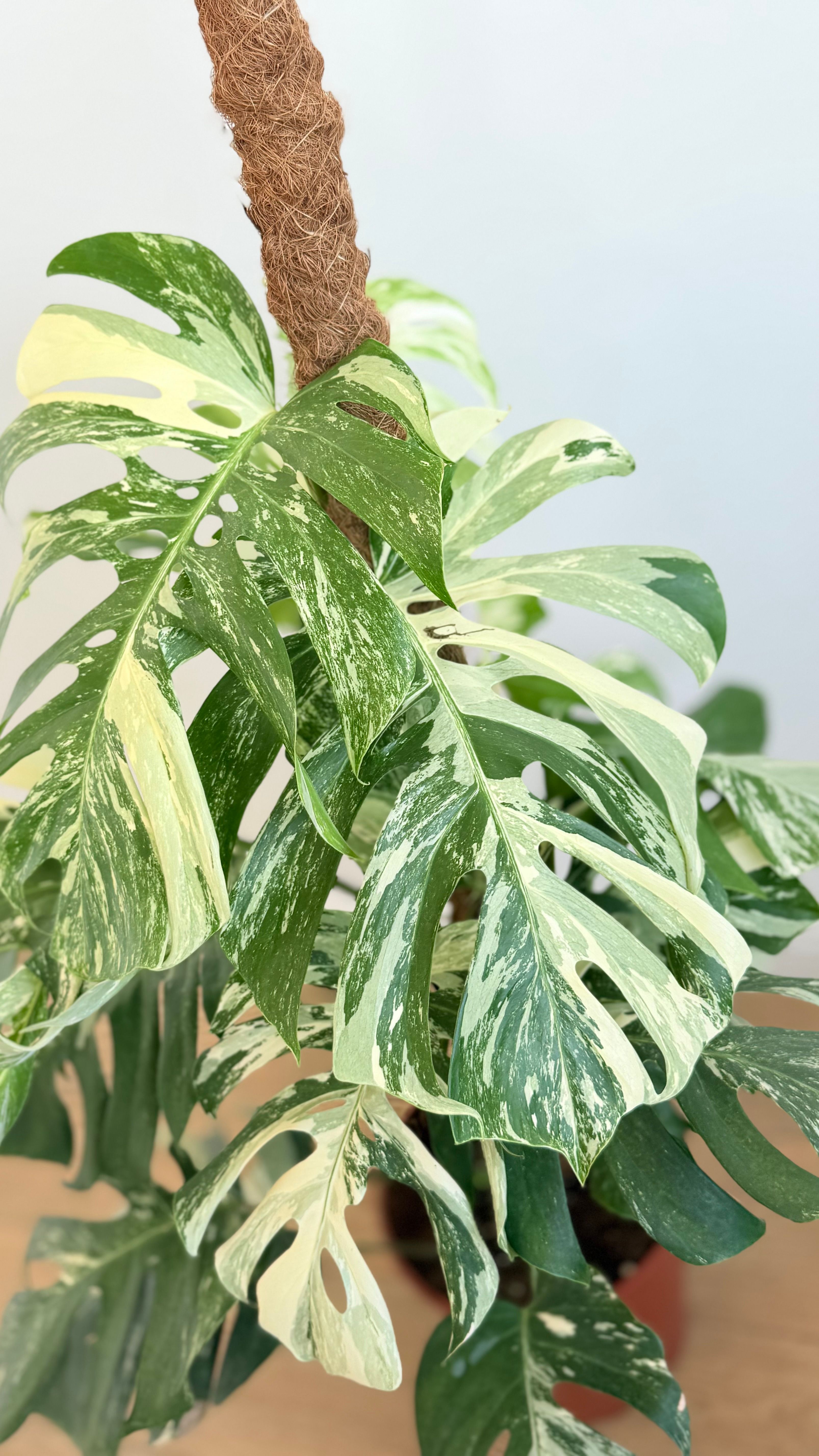 Monstera Deliciosa Variegata   (Nadir Tür)