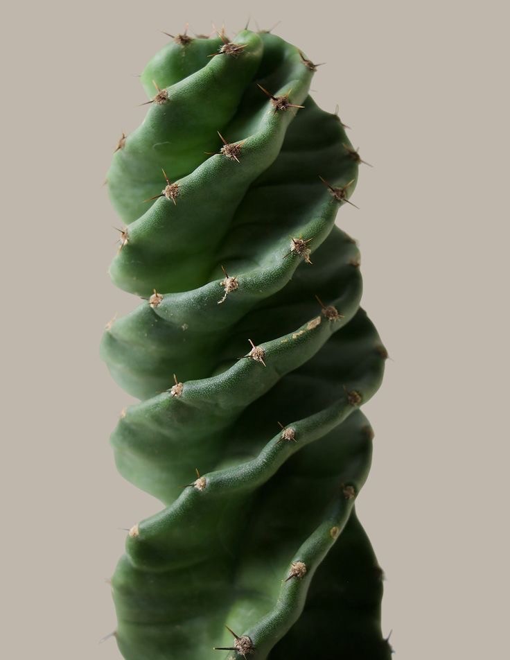 Spiral Kaktüs (Cereus Spiralis) 30-40 cm